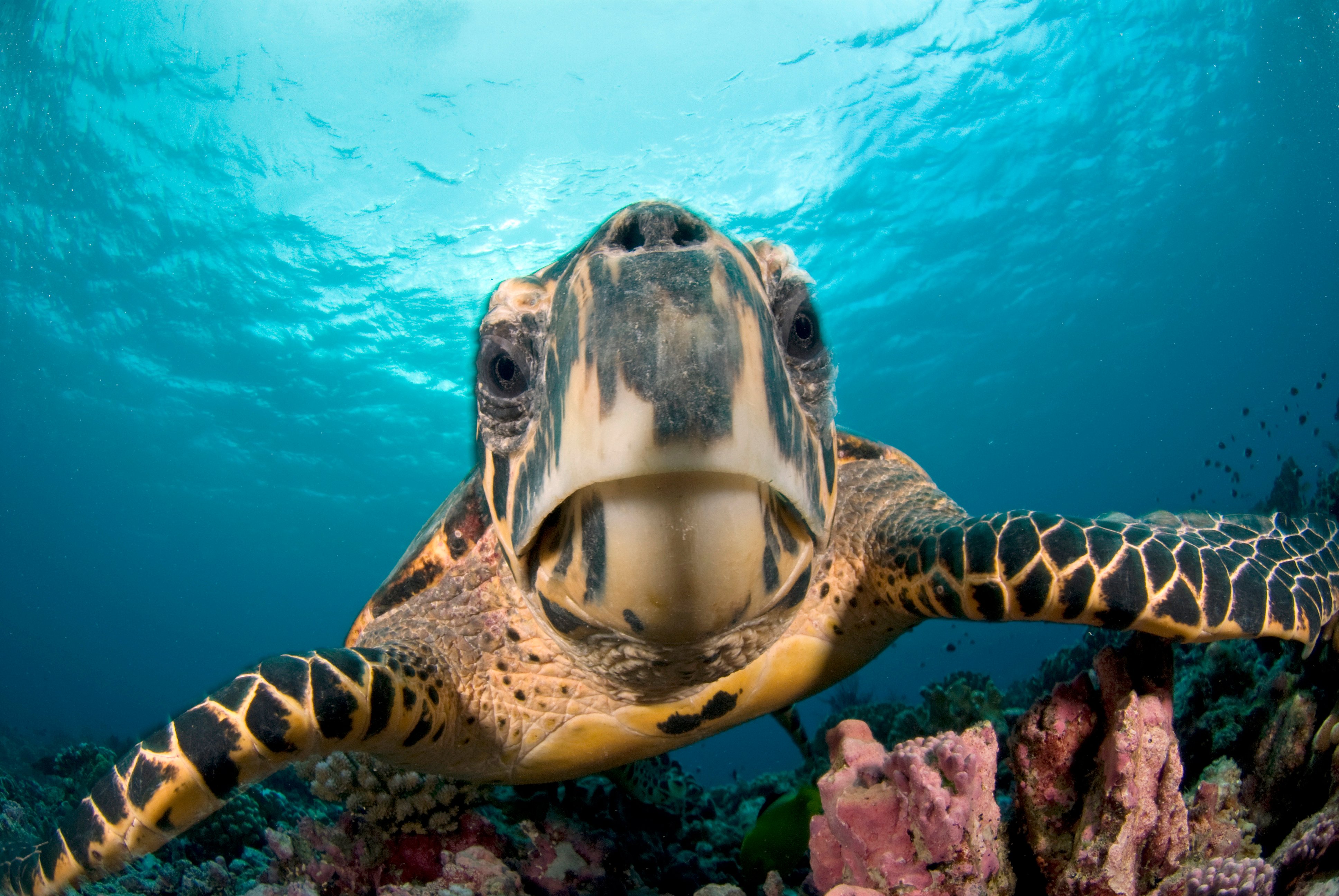 13.  Морской заповедник Al Yasat Marine Protected Area